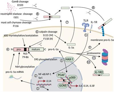 Interleukin-1 as Innate Mediator of T Cell Immunity